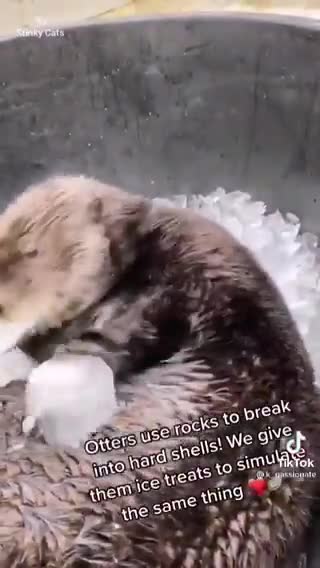 Let's rock kkkkkkk funny animals videos comedy try to not launch