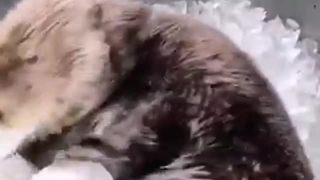Let's rock kkkkkkk funny animals videos comedy try to not launch