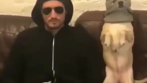 Funny Dogs Videos 2021😂😂