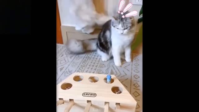๐Cute These Pets Compilation #7๐ Cutest Lands