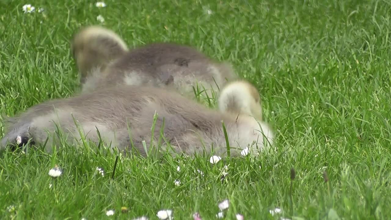 goose chick cute bird nature