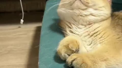 Funny Dog and Cat Video Will & Make You Laugh Out Loud ？#8