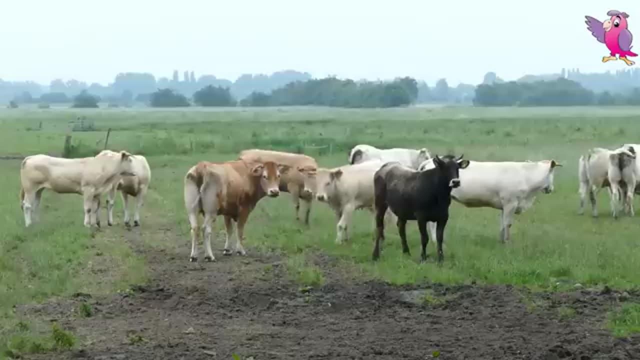 COW VIDEO 🐮🐄 COWS MOOING AND GRAZING IN A FIELD _ Cow Video