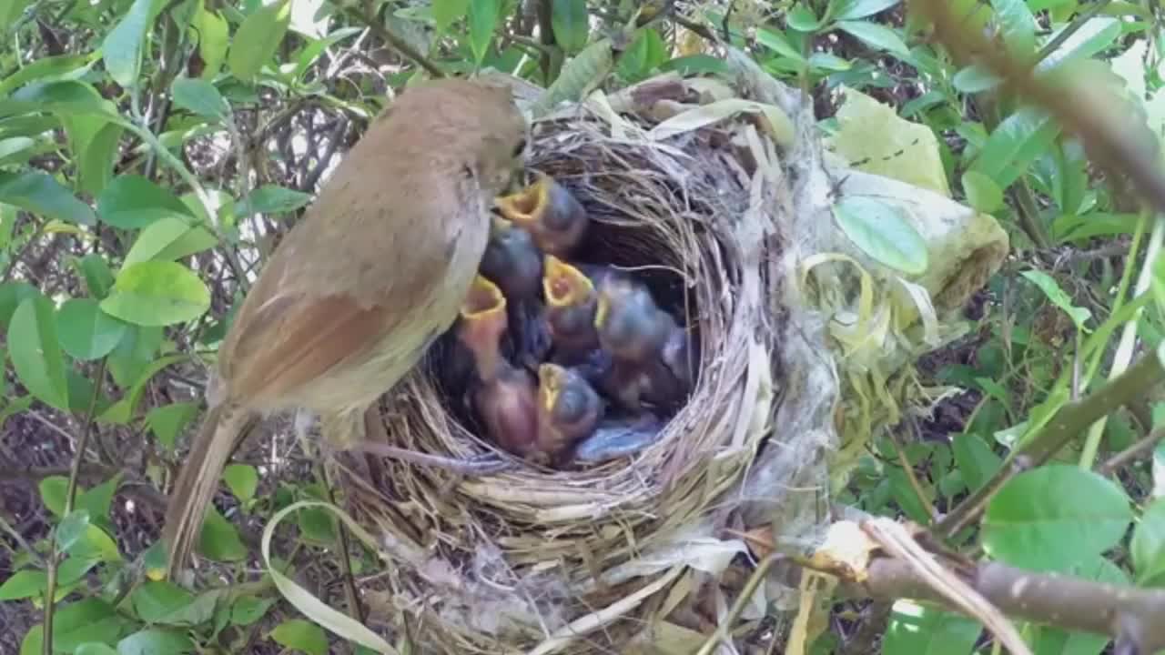 Bird hatching and brooding 붉은머리오목눈이의 육추 #13