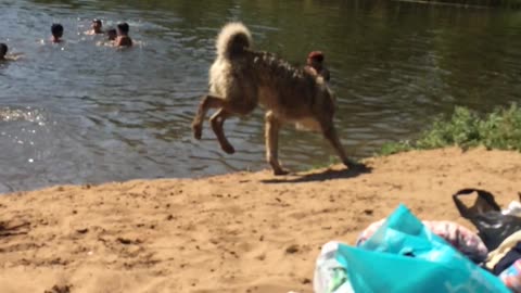 The dog rejoices in the water and is played with children