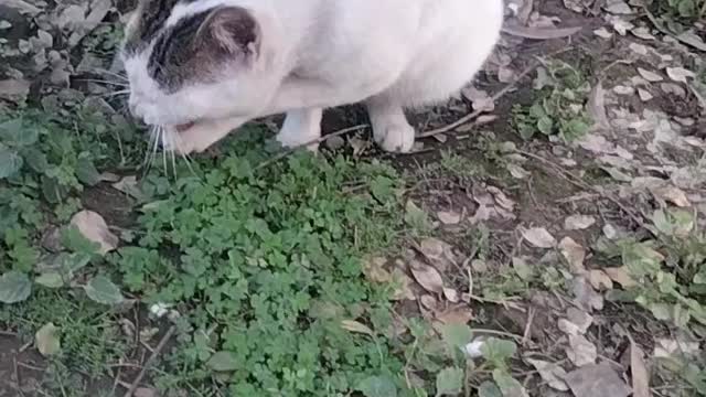 Cat 🐱 Video By Kingdom of Awais