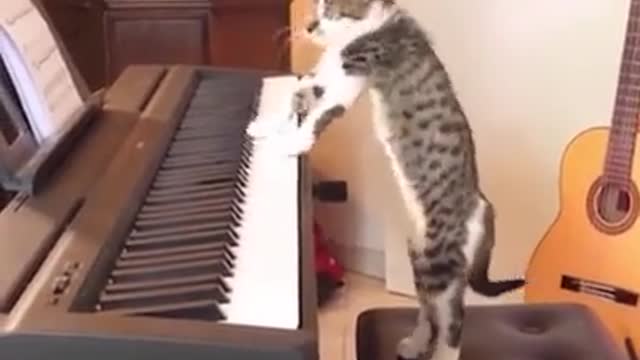 Cat playing the piano-