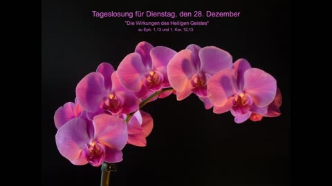 Tageslosung für Dienstag, den 28. Dezember