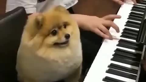 Dogs can play the piano too