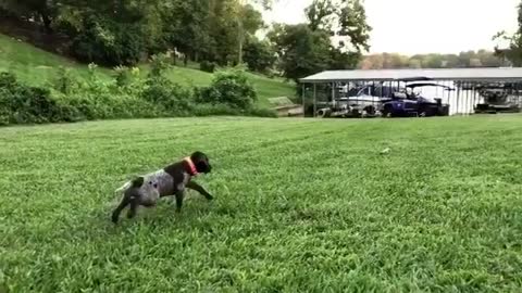 A Star Is Born. 9 weeks old already knows his job.