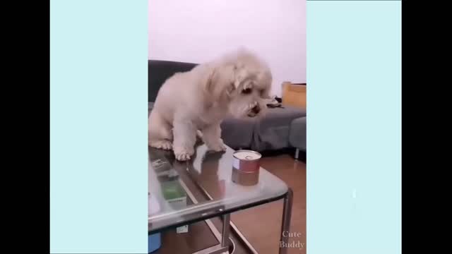 cute little dogs that will make you laugh