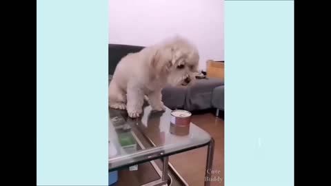 cute little dogs that will make you laugh