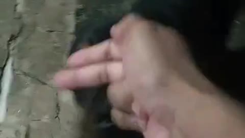 duel with my dog