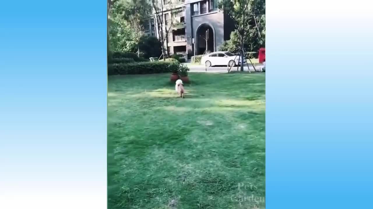 awesome funniest video of cats and dogs