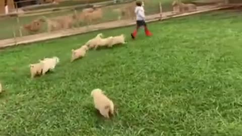 Golden Retriever Puppies Launch Cuteness Attack on Toddler