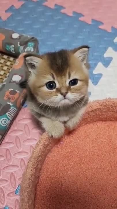 Funny Cats and Cute Kittens Playing Compilation for laugh !