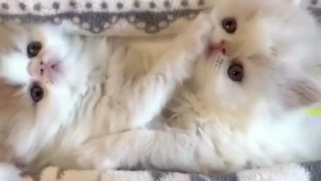 Cute and Funny Cats - Adorable! pt17