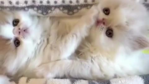 Cute and Funny Cats - Adorable! pt17