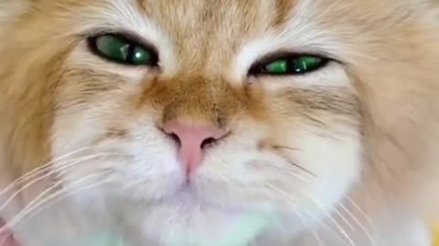 Best Funny Animal Videos Of The 2023 🤣 - Funniest Cats And Dogs Video 😉😍