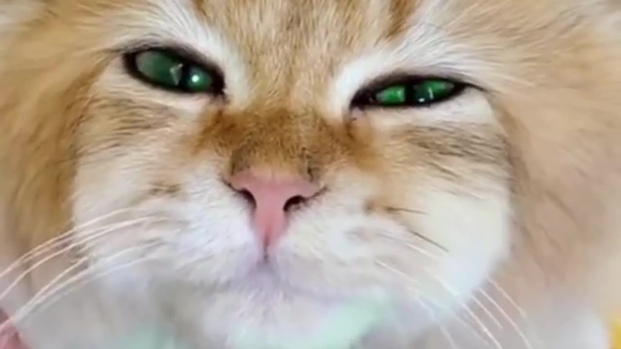 Best Funny Animal Videos Of The 2023 🤣 - Funniest Cats And Dogs Video 😉😍