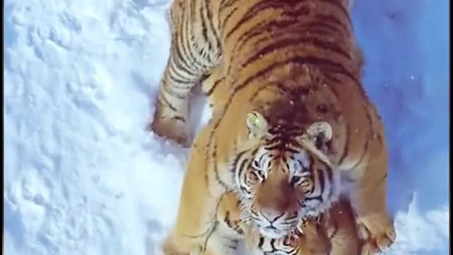 These two tigers are playing in the snow, but they seem to notice the camera overhead