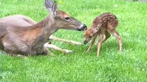 Man saves a trapped deer