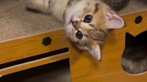 2 cute kittens