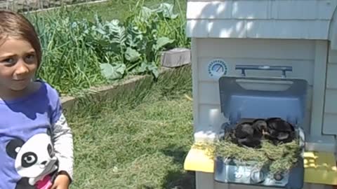 Little Girl Turns Playhouse Into Fancy Baby Chicken Coop