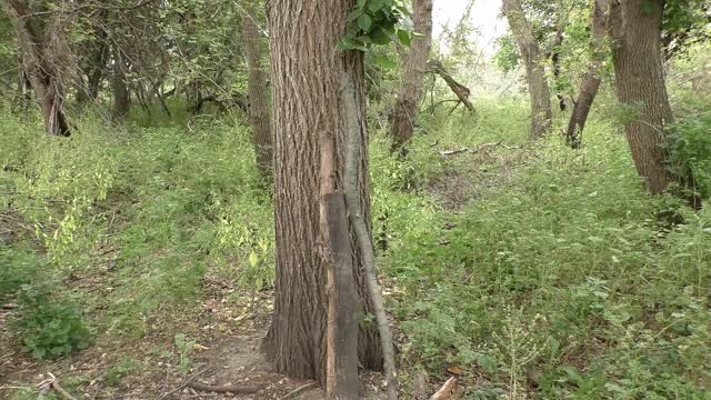 BUSHCRAFT TRIP With S.D. MOUNTAIN MAN (GOD WHO LISTENS - by Anika Shea)