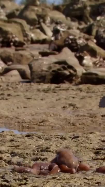 The octopus that can walk on land 🐙