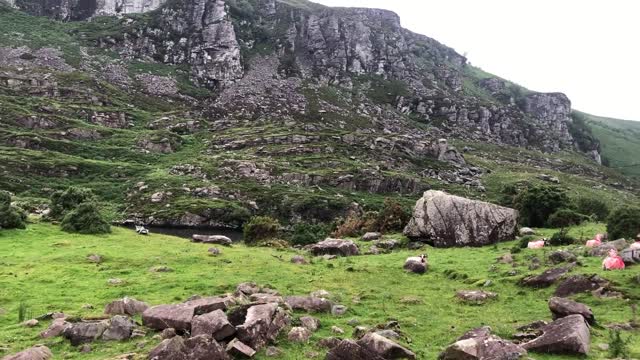 The scene where the goats were grazing in the mountains were wild