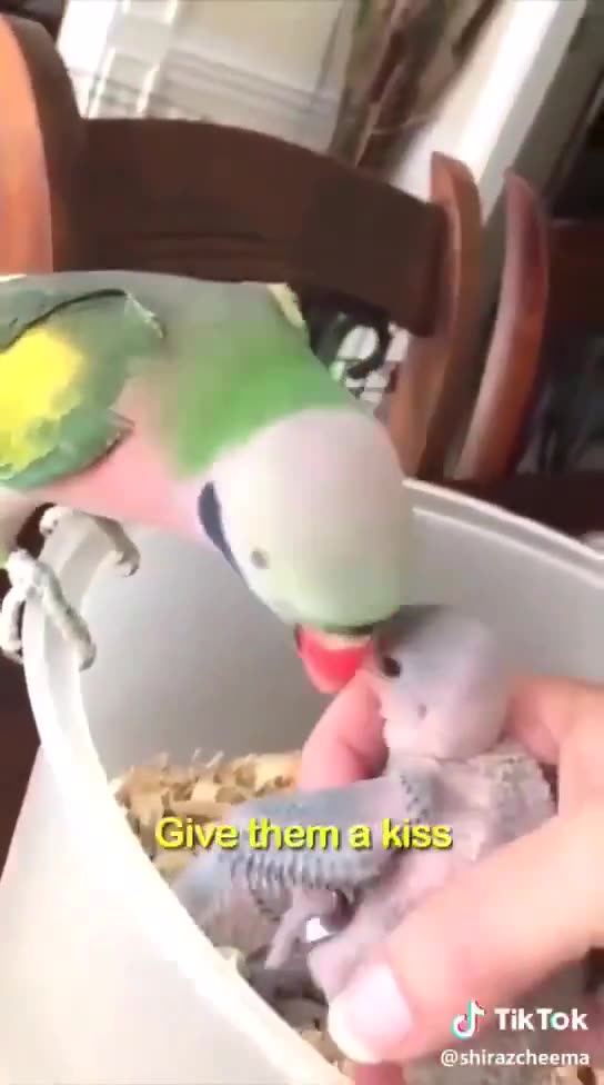 Bird - I love you, babies. Feed the babies.