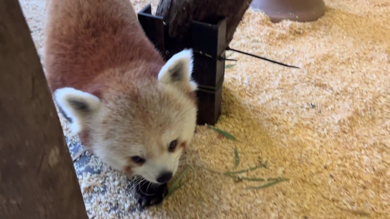 Red panda sister trio make their debut at Zoo Knoxville