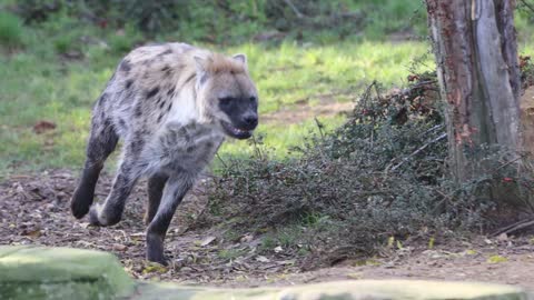 African Dog Vs Spotted Hyena