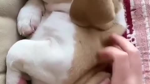 Cute Little Beagle Puppy Playing