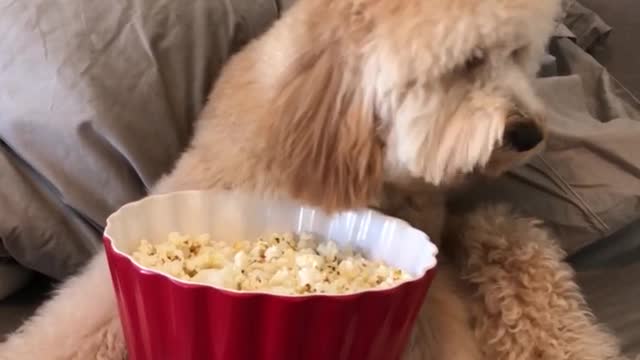 Just a dog eating popcorn
