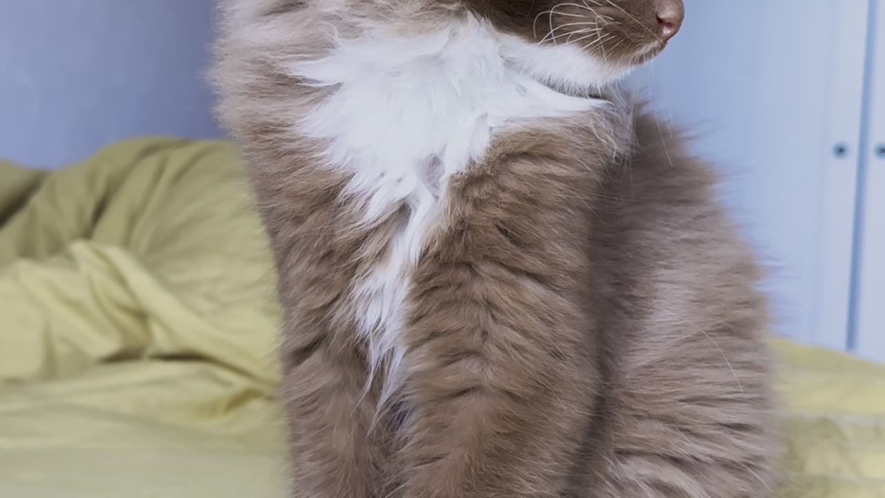 🌸 Our sweetest little bean 🌸 #browncattok #ragdoll #catsoftiktok #fyp #ragdollcat #browncat #fy #cin