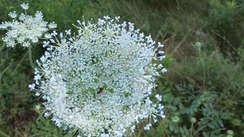 Wild Carrot