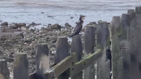 Cormorants By Coast Of Great Britain