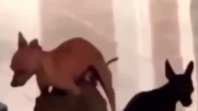 Crazy two dogs