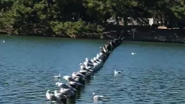 Seagulls are lined up side by side during the trip to Japan.