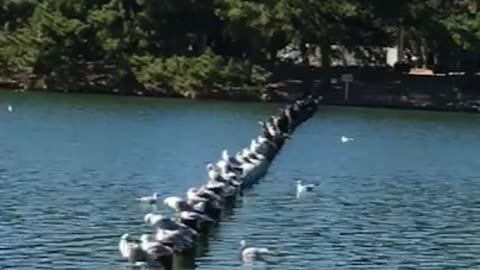 Seagulls are lined up side by side during the trip to Japan.