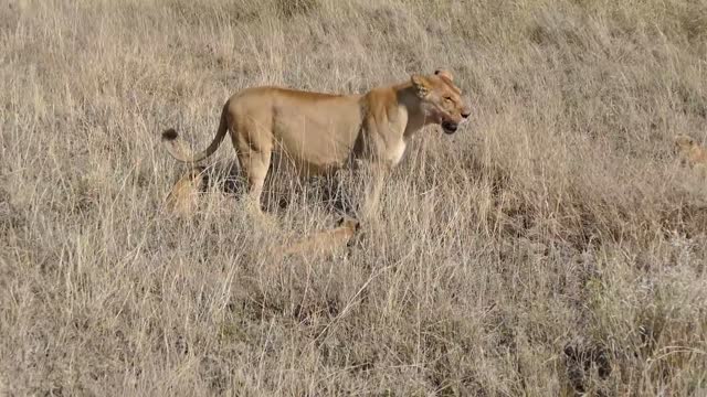 ADORABLE! FUNNY SIX LION CUBS enjoy their first outdoor adventure