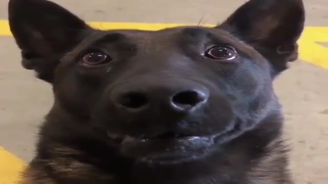 This big guy is kind of cute