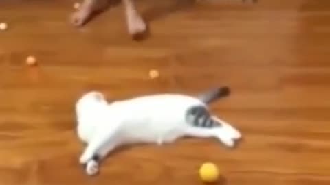 cat funny videos 😸😹 funny moments _ comedy videos #3