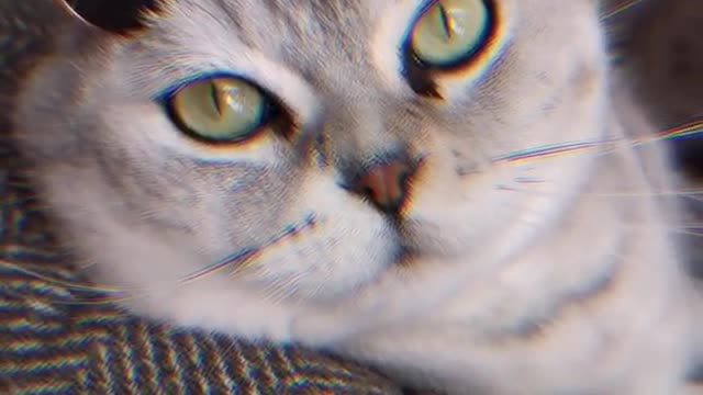 Cute Cat Reacting with video shot | funny cat Shorts videos 2021