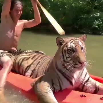 tiger riding a man's friend-boat