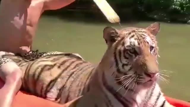 tiger riding a man's friend-boat