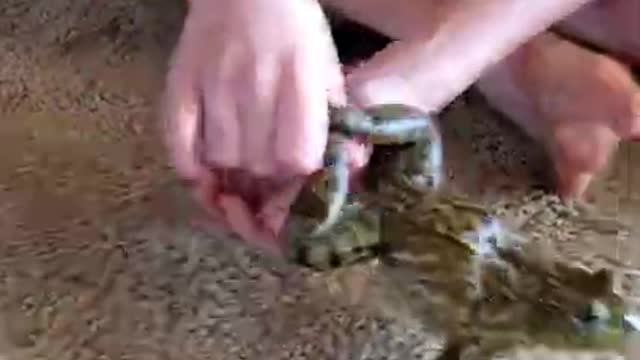 My screaming bullfrog look in description