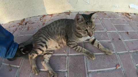 ED SHEERAN & MICHAEL JACKSON - Homeless cats in Ras Al Khaimah, UAE #cat #EdSheeran #MichaelJackson